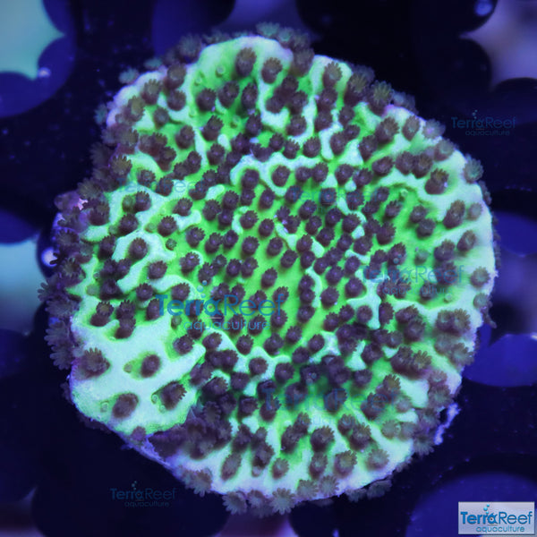 Montipora spongodes Frag Stock