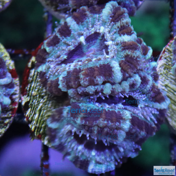 Teal Micromussa lordhowensis Premium "Acan lord" Coral Frag Stock