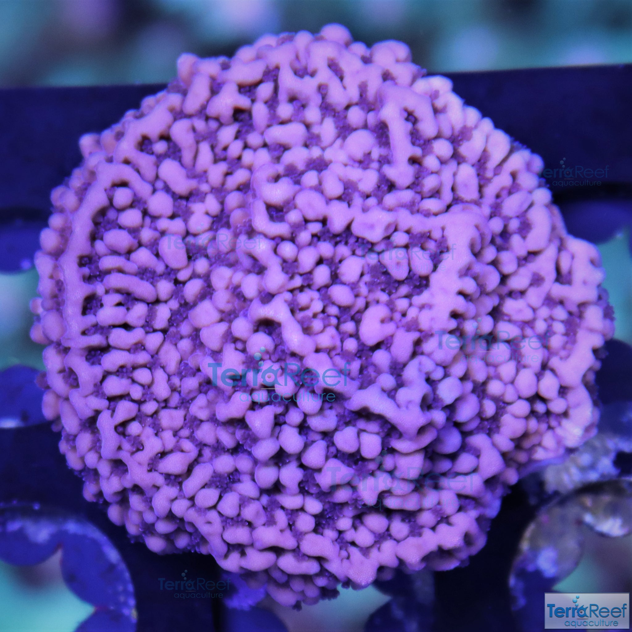 ORA Purple Montipora capricornis Frag Stock