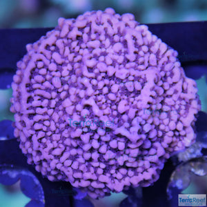 ORA Purple Montipora capricornis Frag Stock