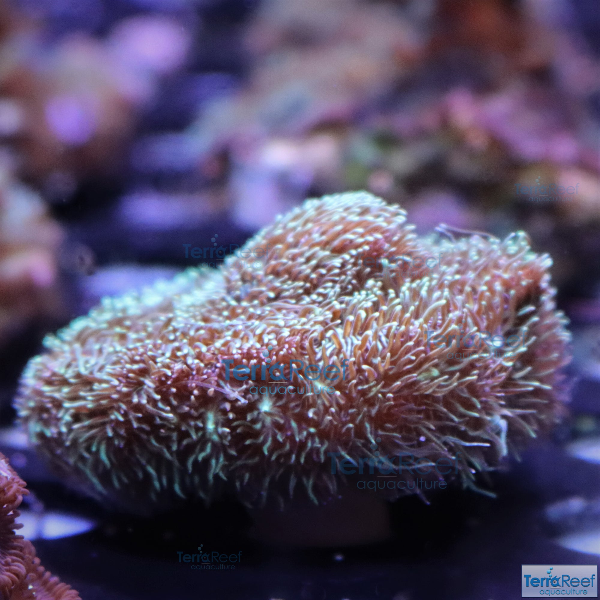 "Shaggy couch Pavona coral"