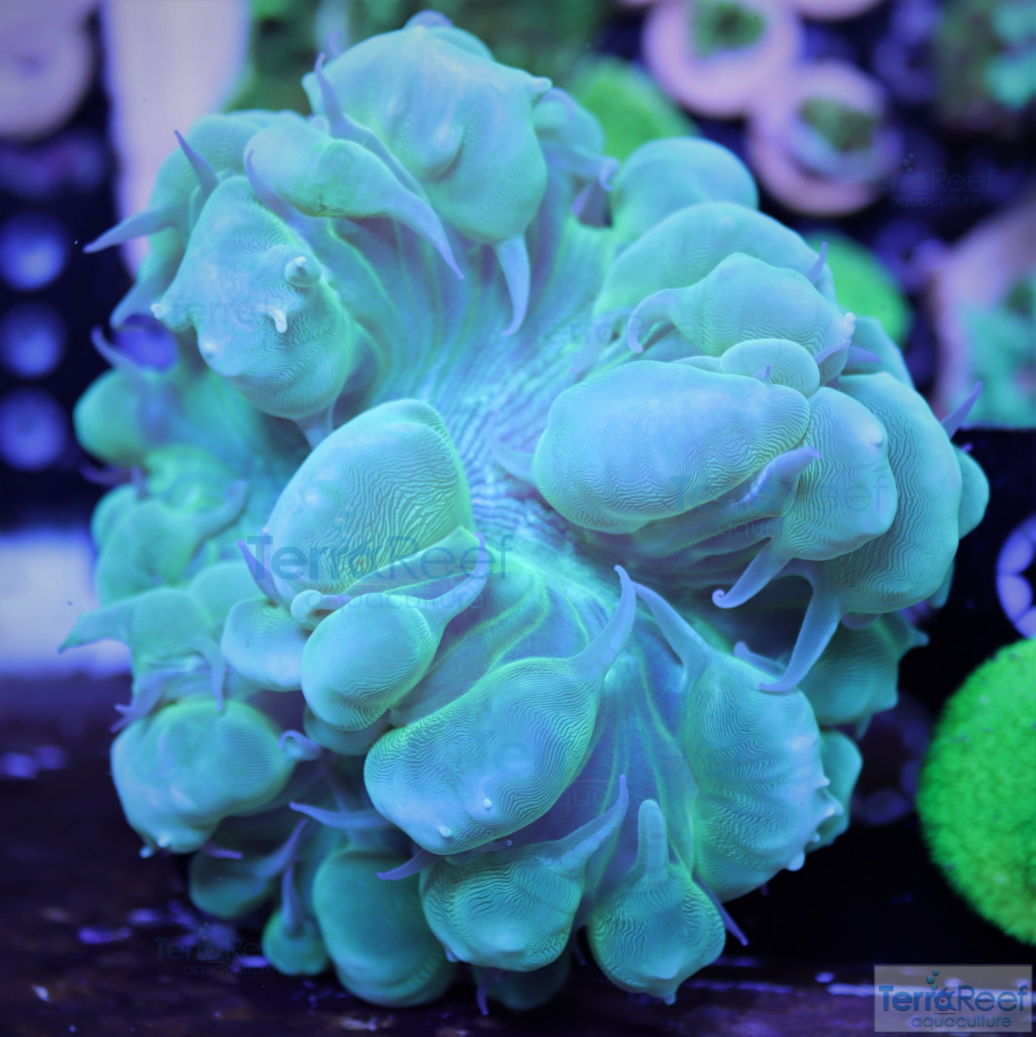 Green Bubble Coral Aquacultured Plerogyra WYSIWYG Frag 6 Lg