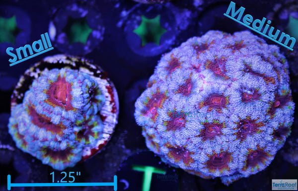 Rainbow Red Micromussa lordhowensis "Acan lord" Coral Frag Stock