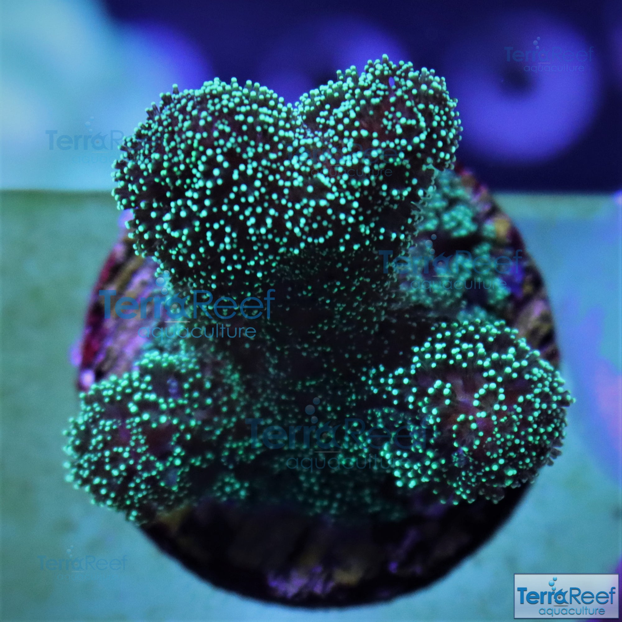 Green Stylophora "Stylo" Frag Stock