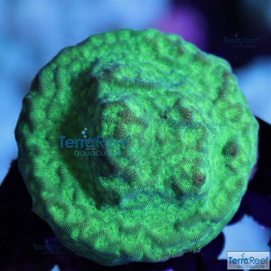 Green Leptoseris Frag Stock