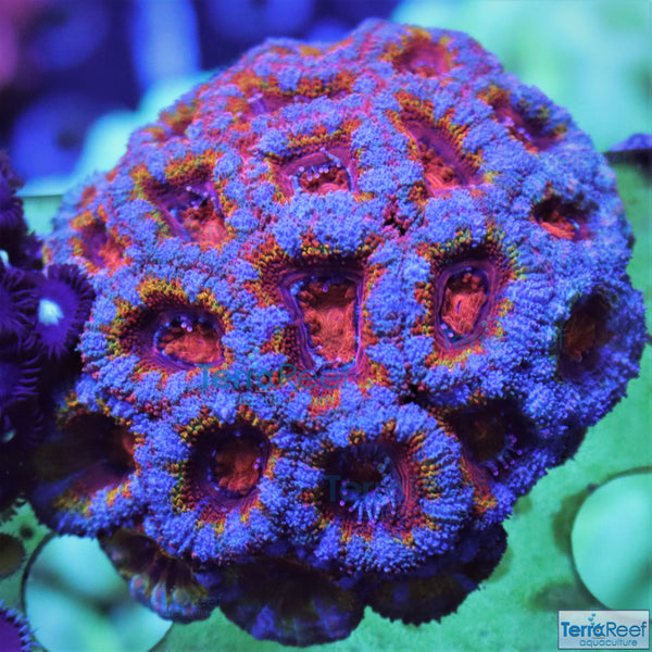 Rainbow Red Micromussa lordhowensis "Acan lord" Coral Frag Stock