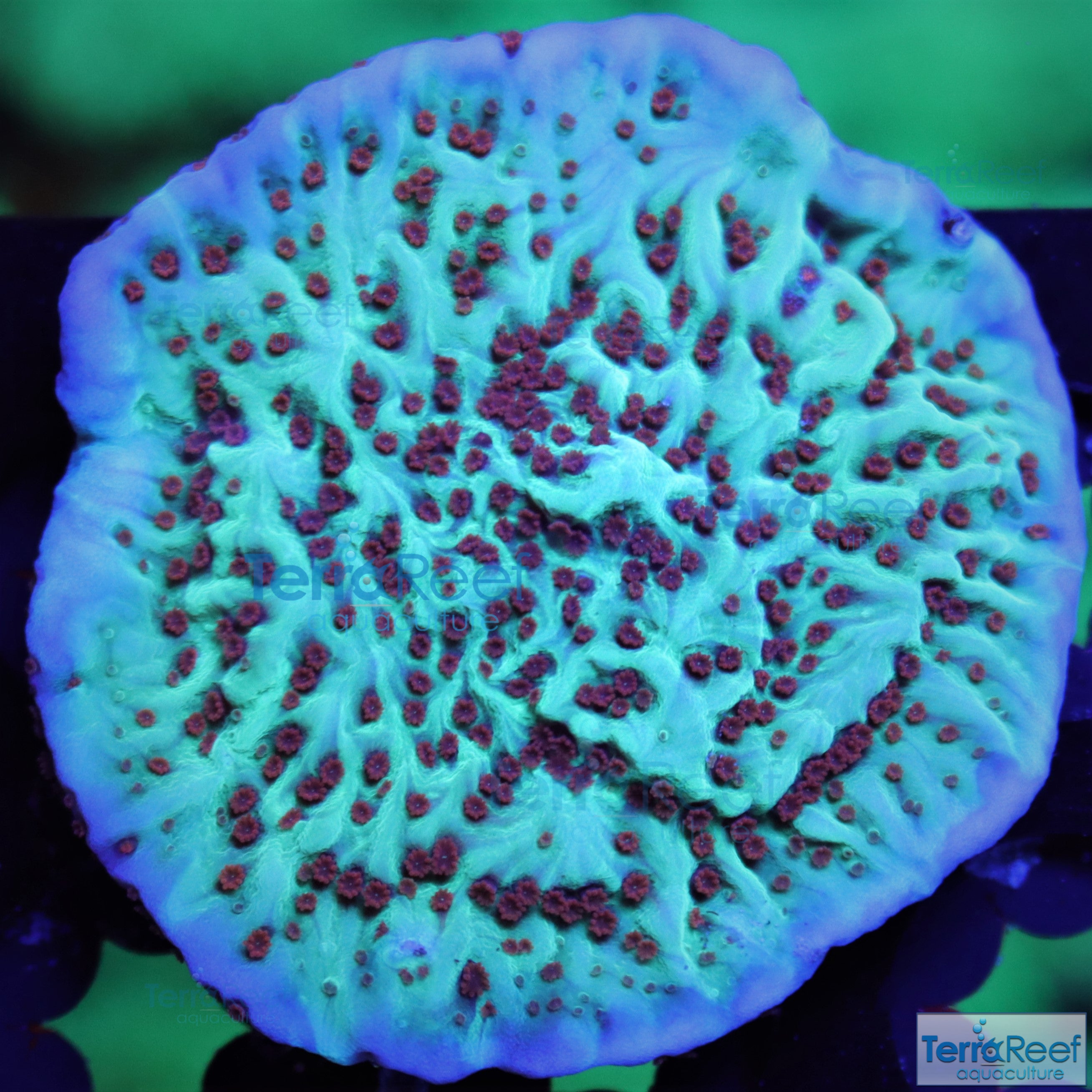 Jedi Mind Trick Montipora Frag Stock