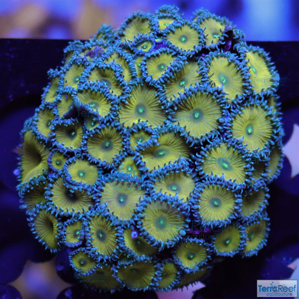 Nuclear Green Paly Zoanthid Frag Stock