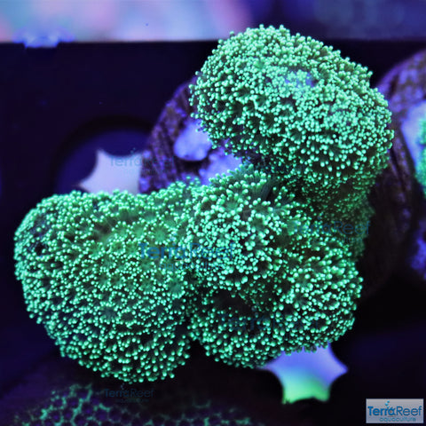 Green Stylophora "Stylo" Frag Stock