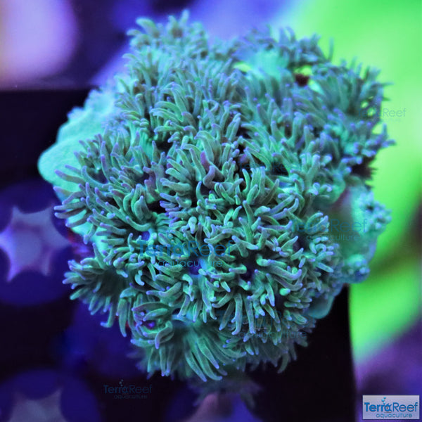 Pagoda cup coral (Turbinaria sp.) Frag Stock