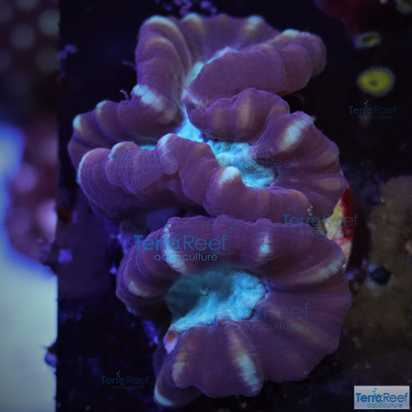 Beginner Coral