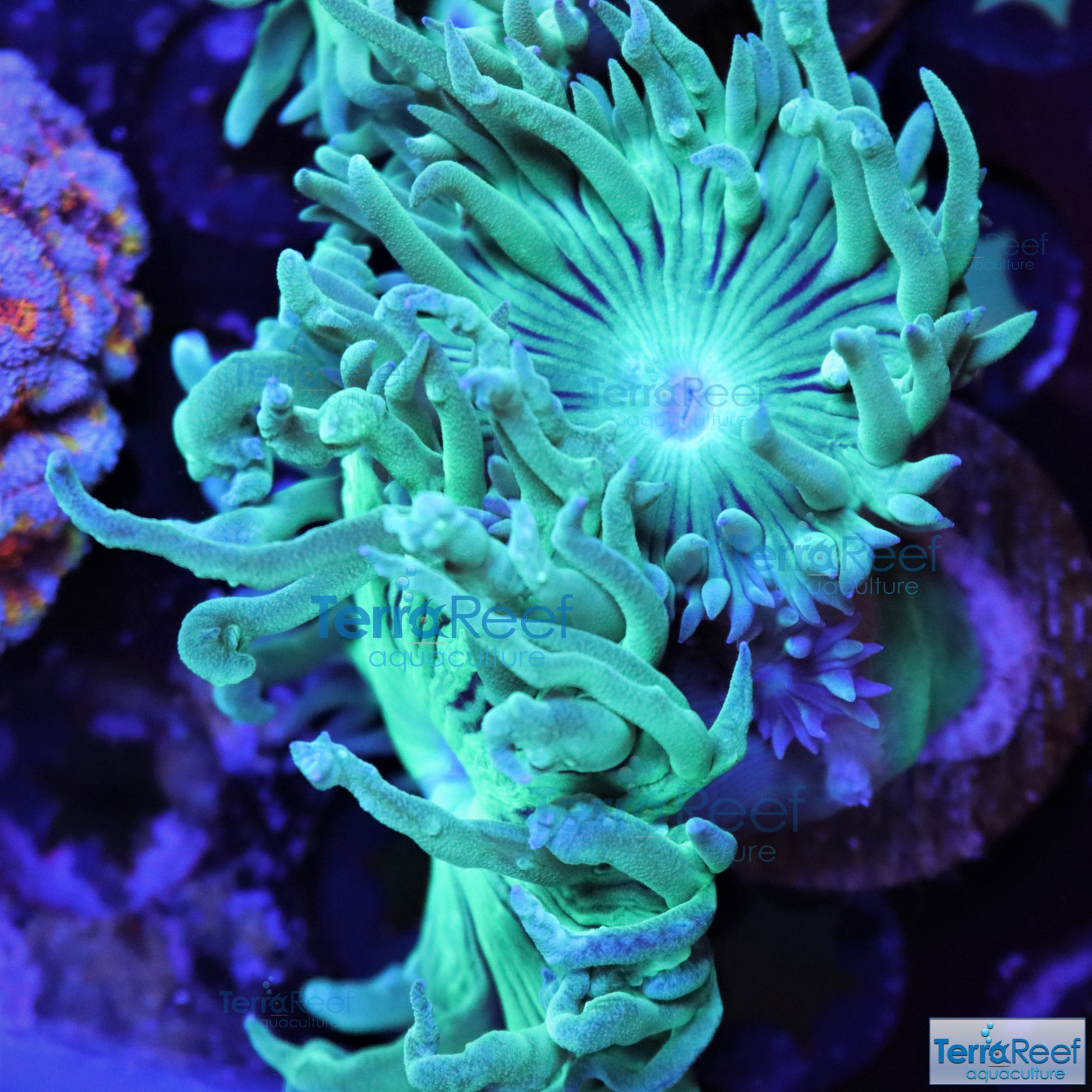 Duncan Coral Duncanopsammia axigua Stock