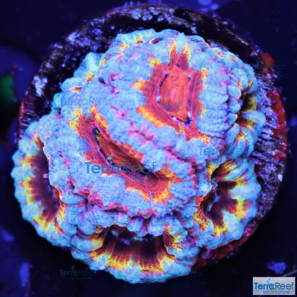 Rainbow Red Micromussa lordhowensis "Acan lord" Coral Frag Stock