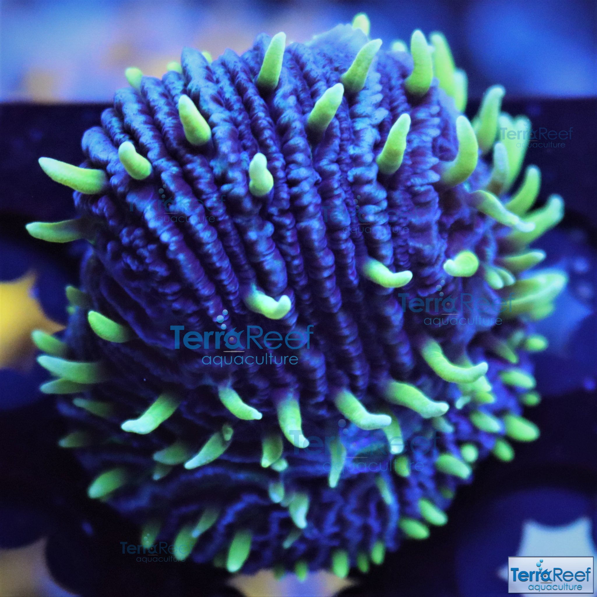 ReefGen Project-X Fungid Fungia Plate Coral Stock – TerraReef