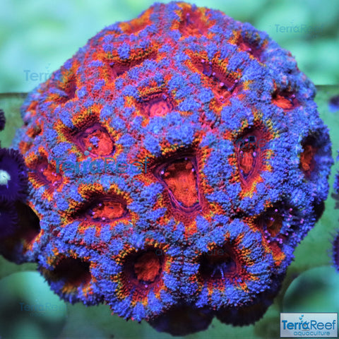 Rainbow Red Micromussa lordhowensis "Acan lord" Coral Frag Stock