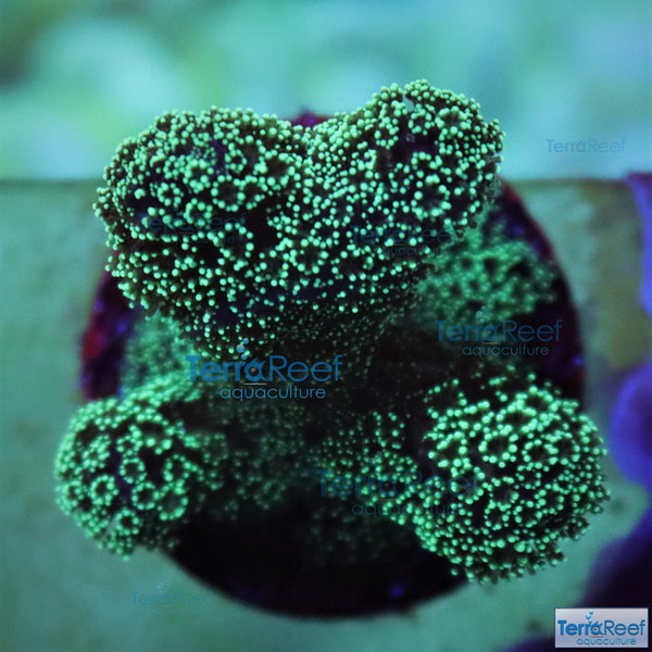 Green Stylophora "Stylo" Frag Stock