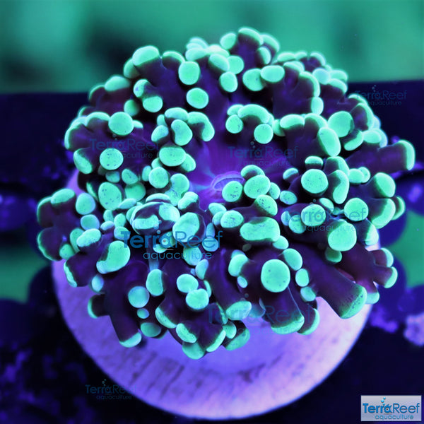 Green frogspawn Coral Frag Stock