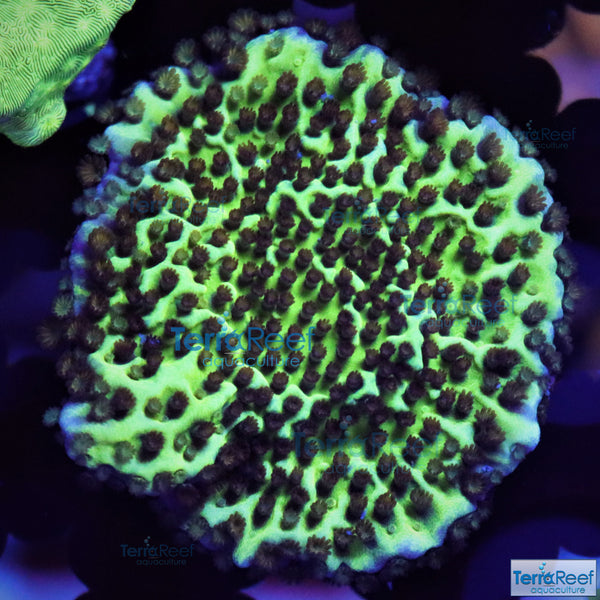 Montipora spongodes Frag Stock