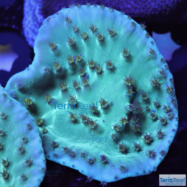 Green Scroll coral Frag Stock