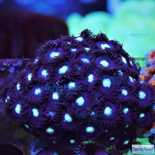 Mint Chocolate Chip Zoanthid Frag Stock