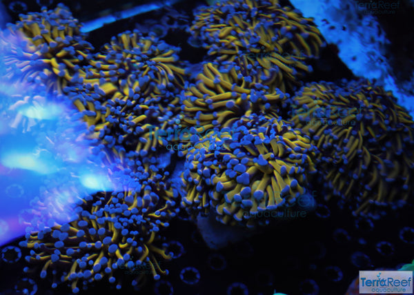 Aquacultured Aussie Gold Torch Coral Stock