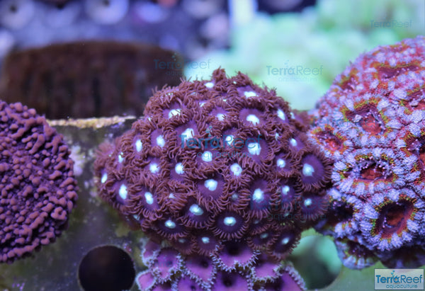 Mint Chocolate Chip Zoanthid Frag Stock