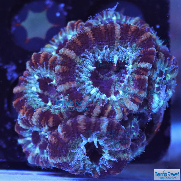 Teal Micromussa lordhowensis Premium "Acan lord" Coral Frag Stock