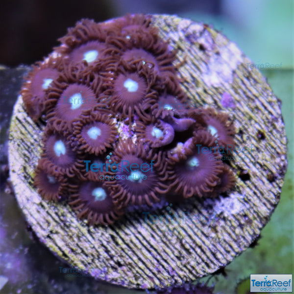 Mint Chocolate Chip Zoanthid Frag Stock
