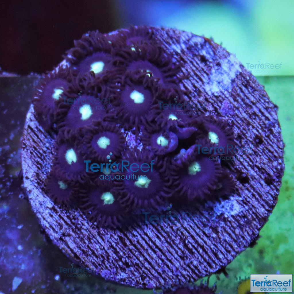 Mint Chocolate Chip Zoanthid Frag Stock