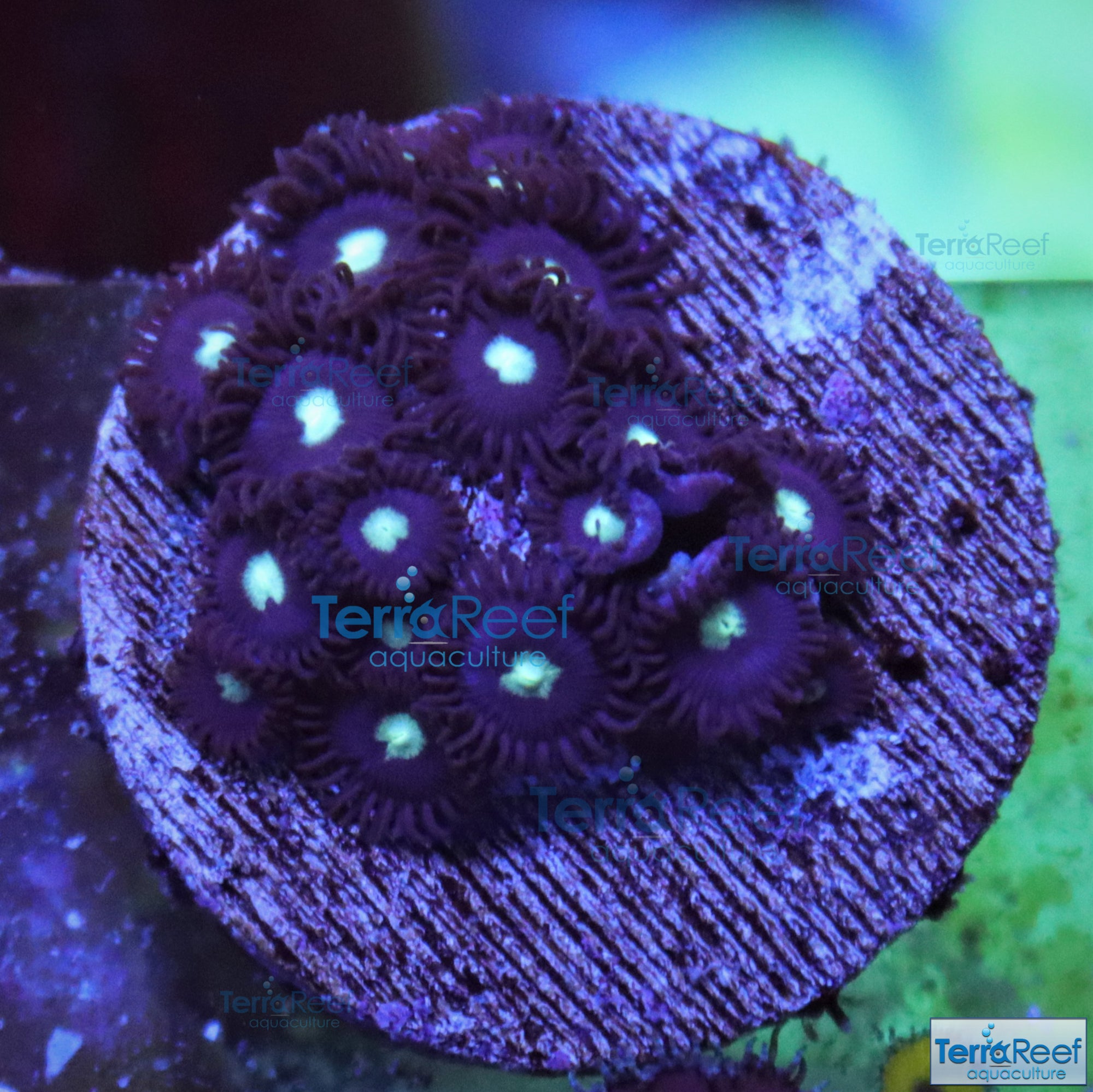 Mint Chocolate Chip Zoanthid Frag Stock