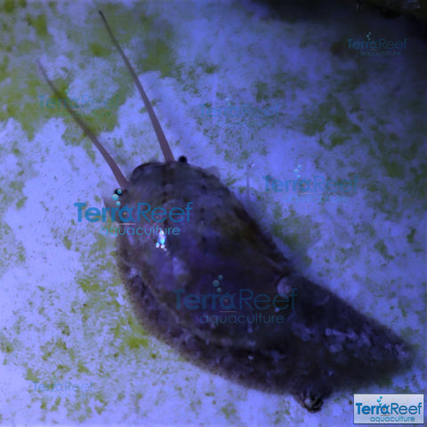 Stomatella snail - CUC - Clean up crew critter