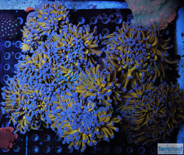 Aquacultured Aussie Gold Torch Coral Stock