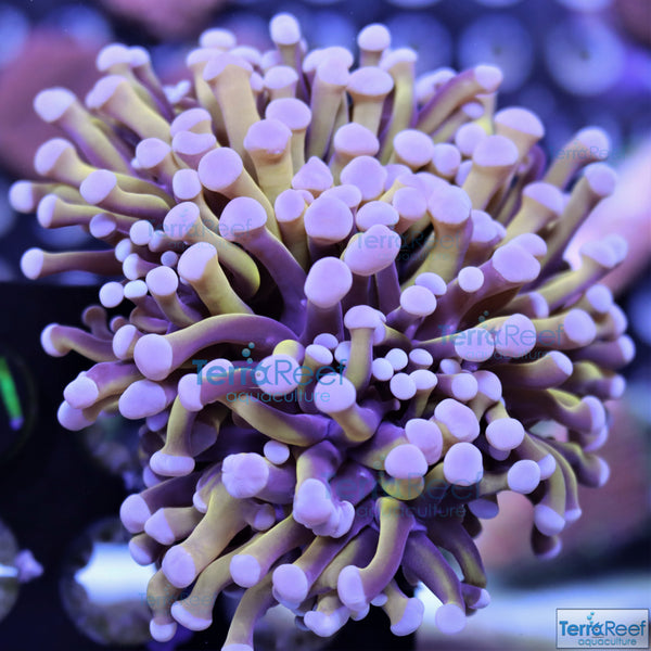Aquacultured Aussie Gold Torch Coral Stock