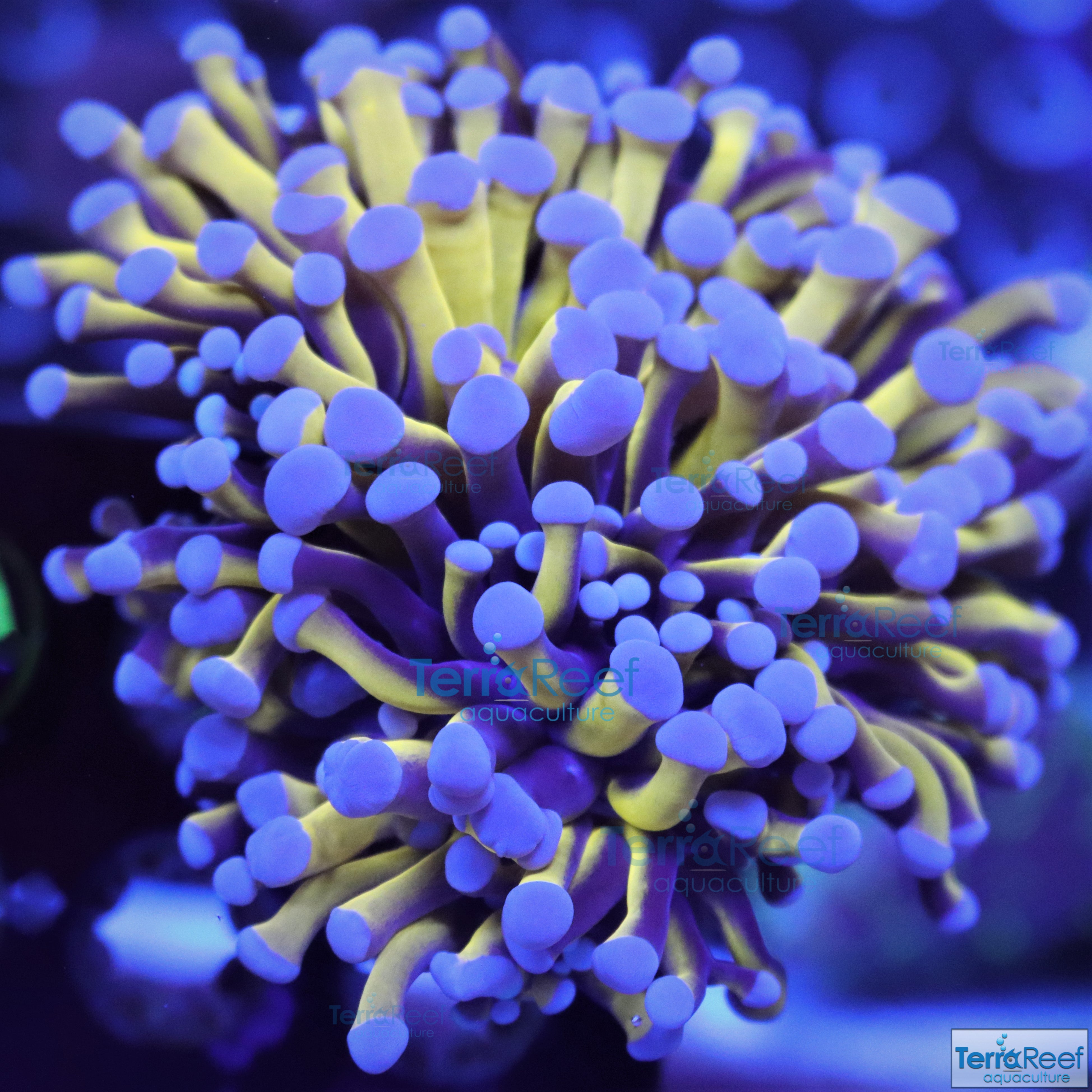 All Coral – TerraReef