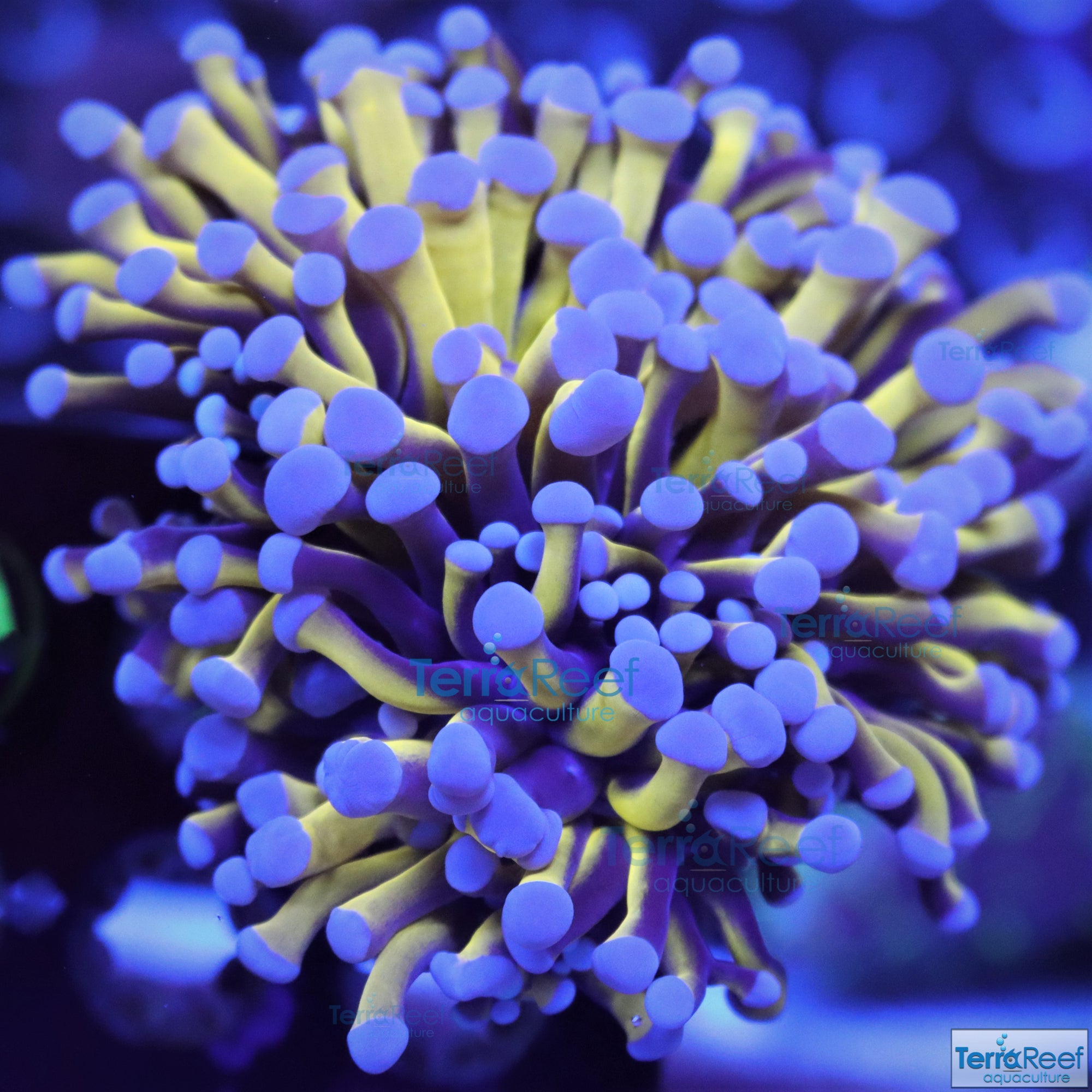 Aquacultured Aussie Gold Torch Coral Stock