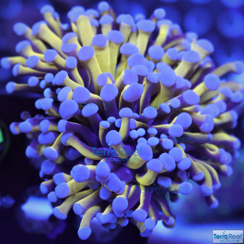 Australian Gold Torch Coral Euphyllia glabrescens live coral for sale.  