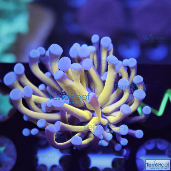 Aquacultured Aussie Gold Torch Coral Stock