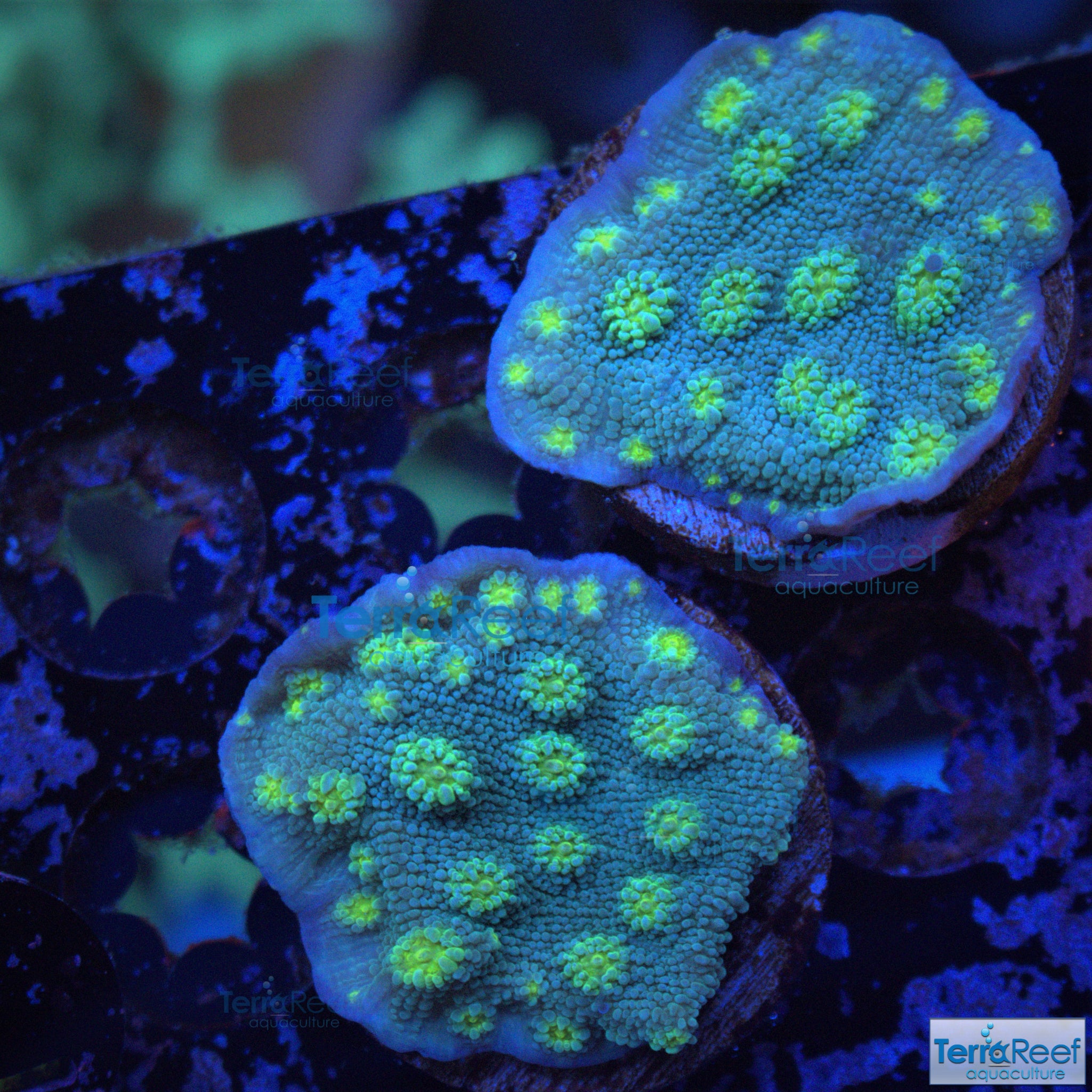 Sprung's Stunner Chalice (Echinopora sp.) Frag Stock – TerraReef
