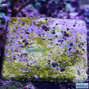 Tile