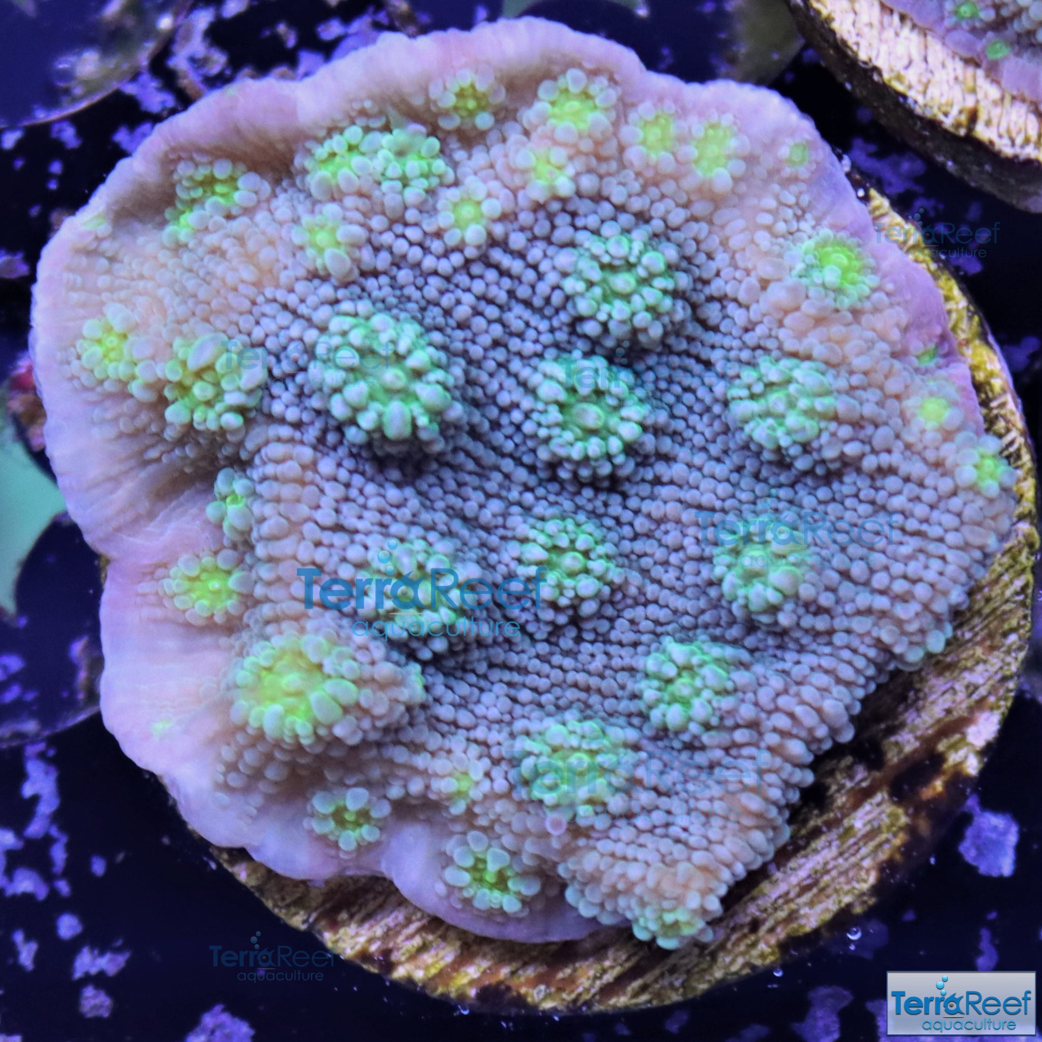 Sprung's Stunner Chalice (Echinopora sp.) Frag Stock – TerraReef