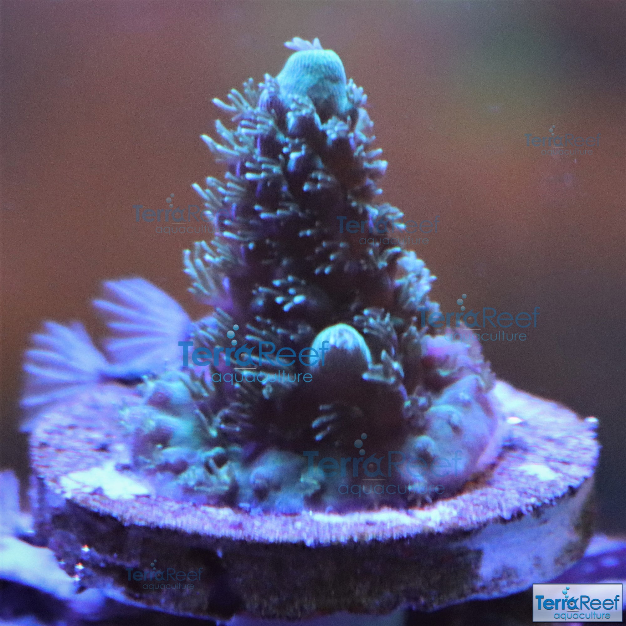 Stubby Finger Acro Frag Stock