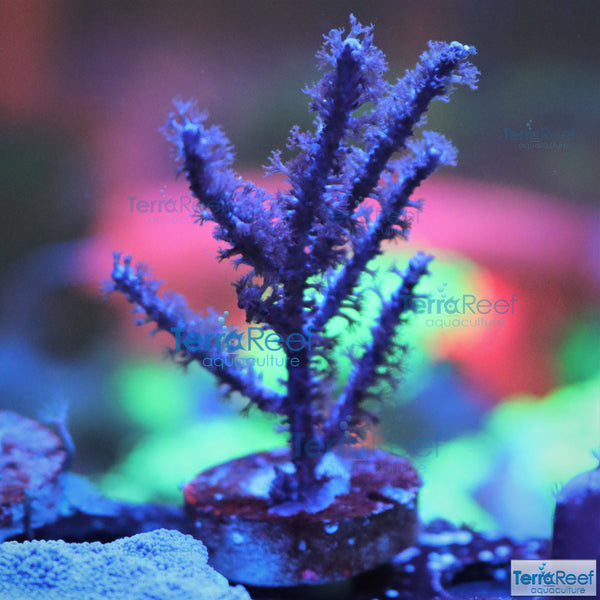 Dark Purple Gorgonian WYSIWYG Frag 7