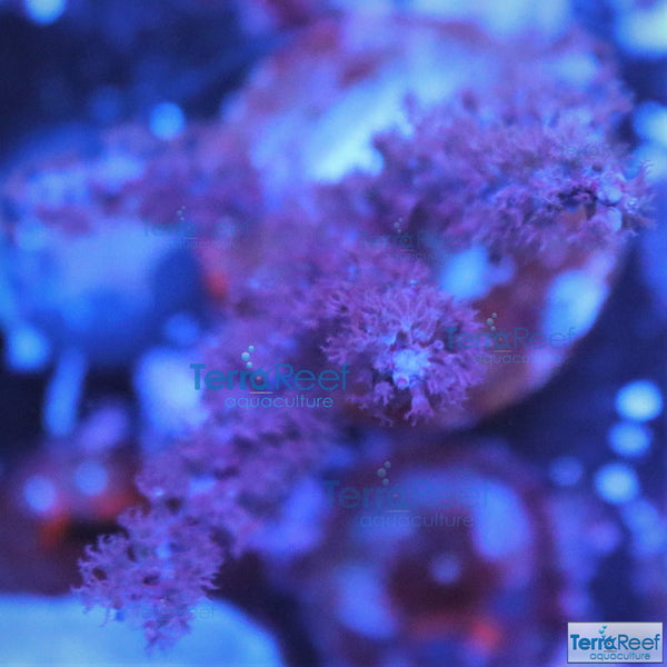 Dark Purple Gorgonian WYSIWYG Frag 7