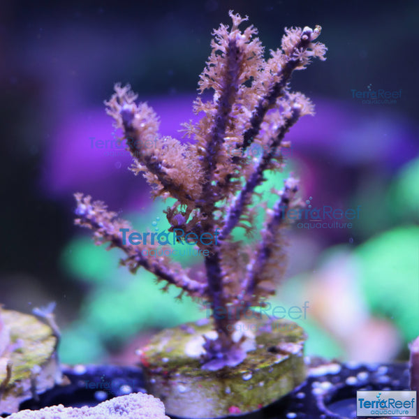 Dark Purple Gorgonian WYSIWYG Frag 7