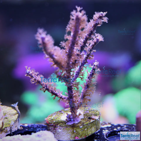 Dark Purple Gorgonian WYSIWYG Frag 7