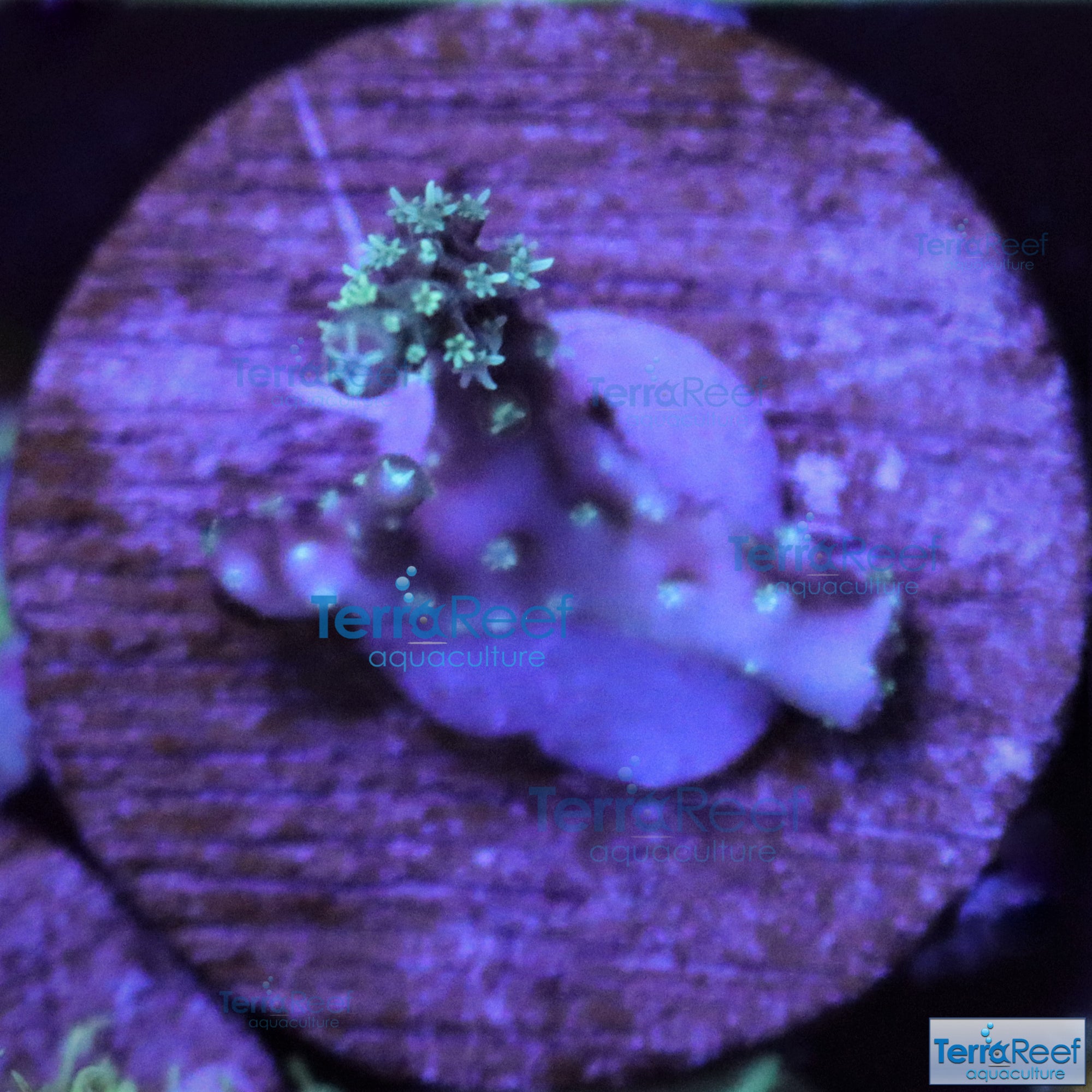 TerraReef Weedy Acropora Coral Stock (possibly "Scripps Acro"?)