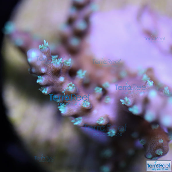 TerraReef Weedy Acropora Coral Stock (possibly "Scripps Acro"?)