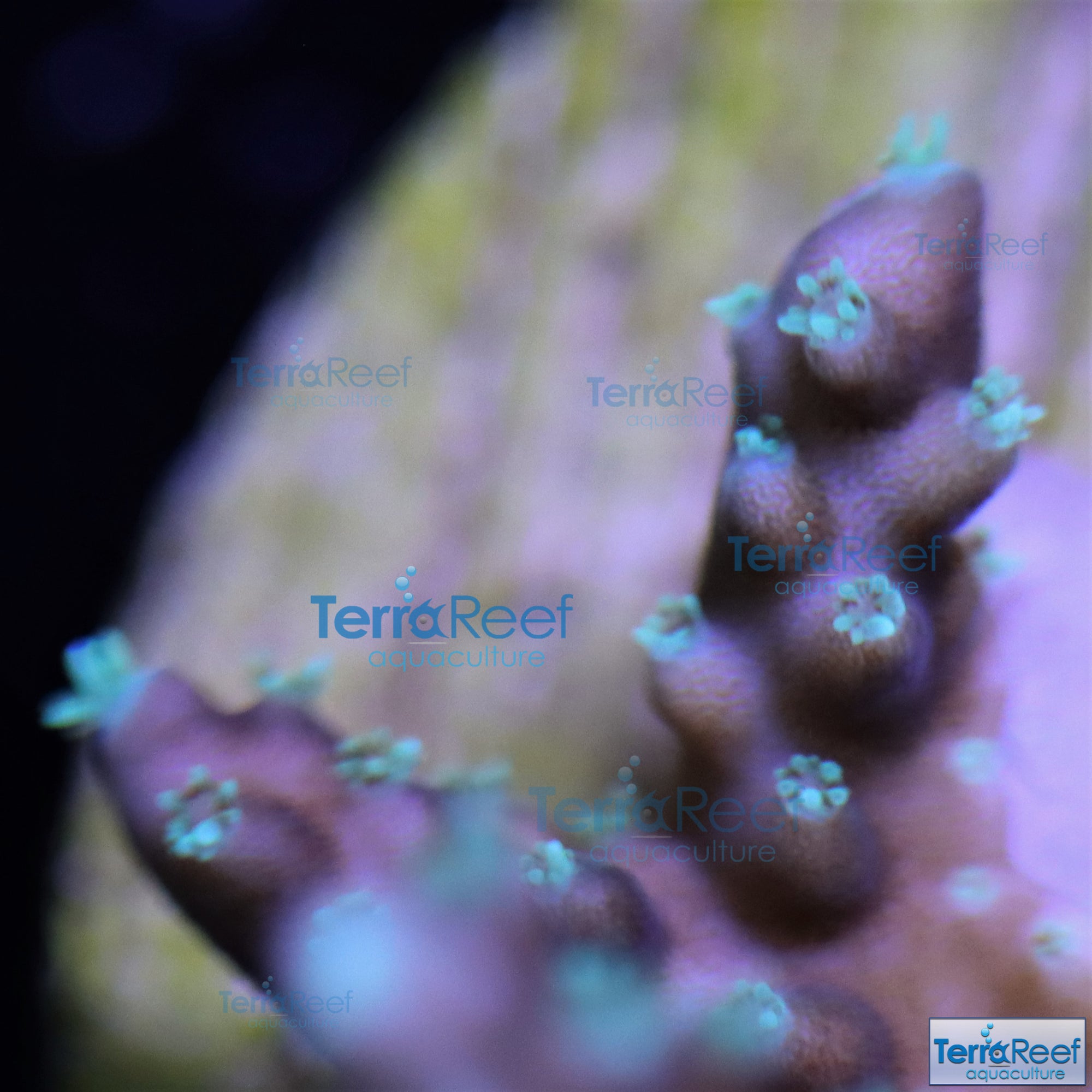 TerraReef Weedy Acropora Coral Stock (possibly "Scripps Acro"?)