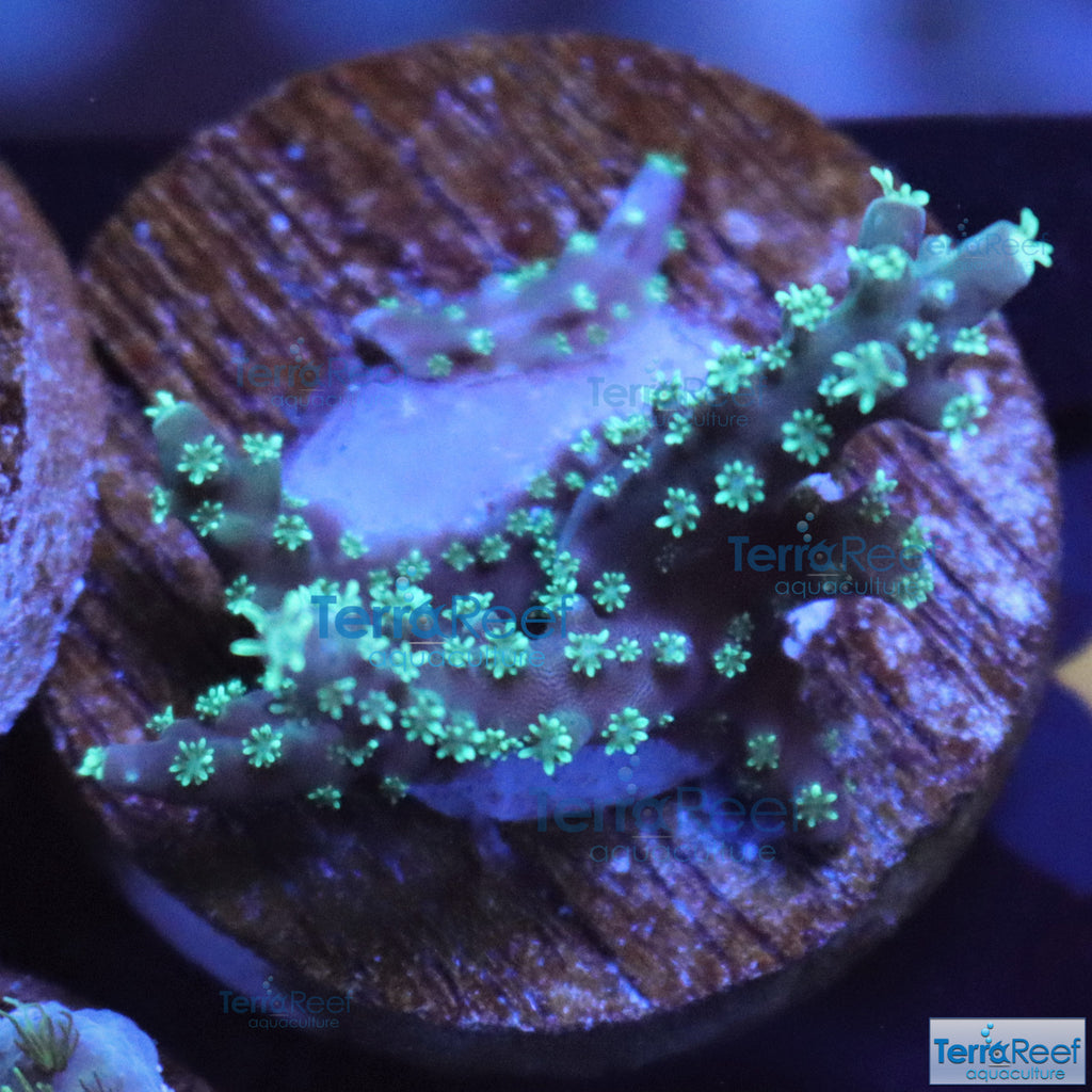TerraReef Weedy Acropora Coral Stock (possibly "Scripps Acro"?)