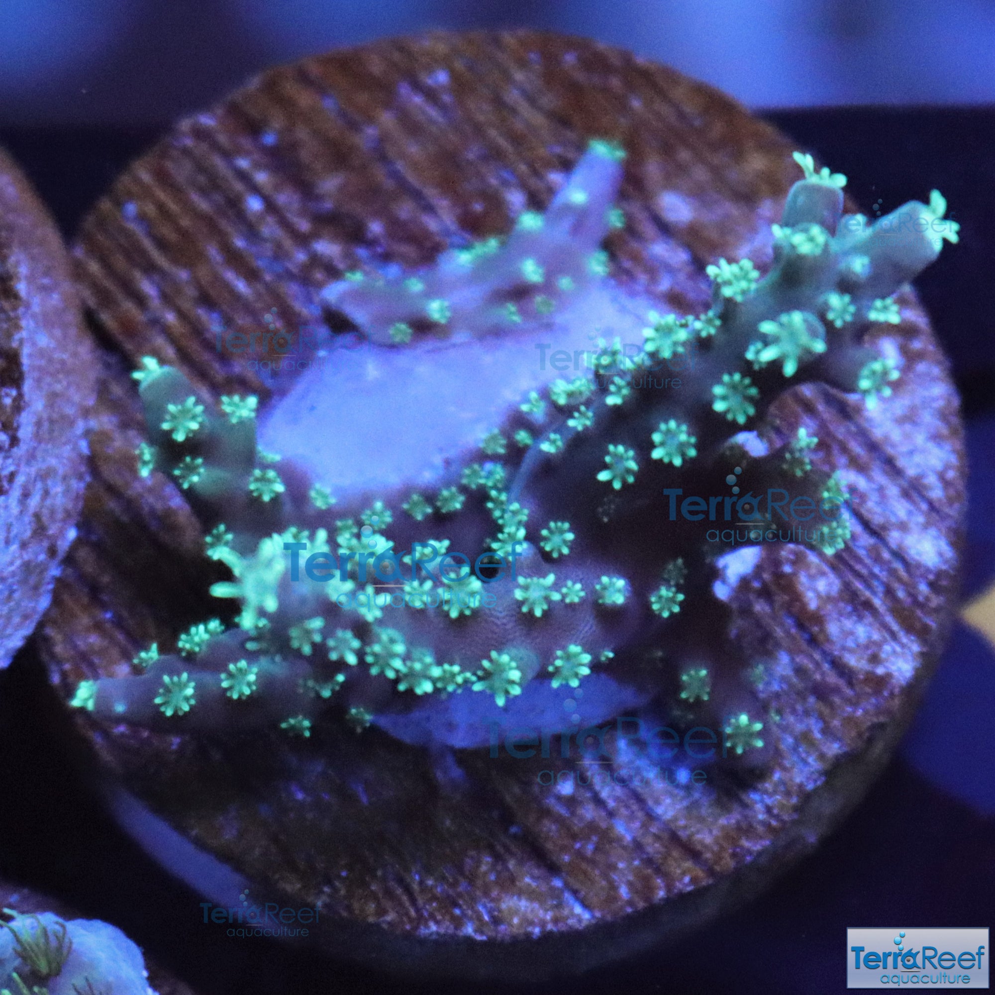 TerraReef Weedy Acropora Coral Stock (possibly "Scripps Acro"?)